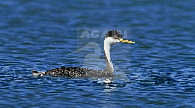 Zwanenhalsfuut, Western Grebe, Aechmophorus occidentalis stock-image by Agami/Pete Morris,