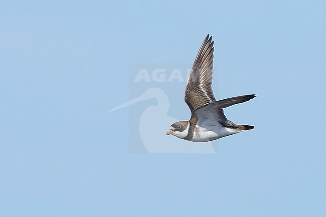 Adult Semipalmated Plover (Charadrius semipalmatus) in breeding plumage flying over Seward Peninsula, Alaska, USA. stock-image by Agami/Brian E Small,