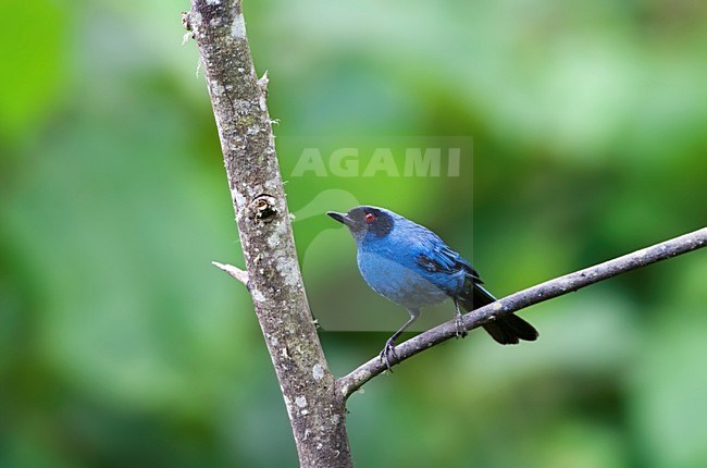 Maskerberghoningkruiper, Masked Flowerpiercer, Diglossa cyanea stock-image by Agami/Marc Guyt,