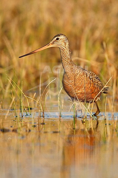 Rode Grutto, Hudsonian Godwit stock-image by Agami/Glenn Bartley,