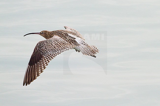 Eurasian Curlew, Numenius arquata bird flying over the water seen from above showing back and typical white v-shape. stock-image by Agami/Menno van Duijn,