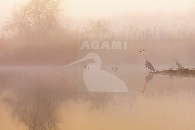 Grey Heron (Ardea cinerea) in Italy. stock-image by Agami/Daniele Occhiato,