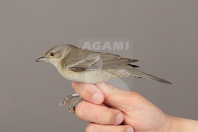 2Cy female Barred Warbler (Sylvia nisoria) caught at the Ottenby Bird Observatory ringing station situated at the southern point of the Baltic island Öland in south-east Sweden. stock-image by Agami/Magnus Hellström,