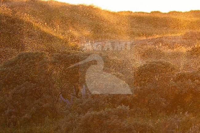  stock-image by Agami/Menno van Duijn,