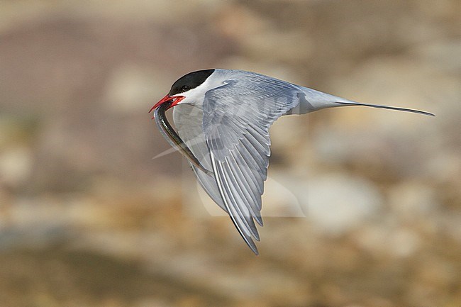 Arctic Tern (Strena paradisaea) flying in Churchill, Manitoba, Canada. stock-image by Agami/Glenn Bartley,