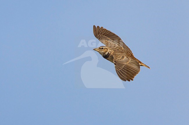 Bergkalanderleeuwerik in de vlucht; Bimaculated lark in flight stock-image by Agami/Daniele Occhiato,