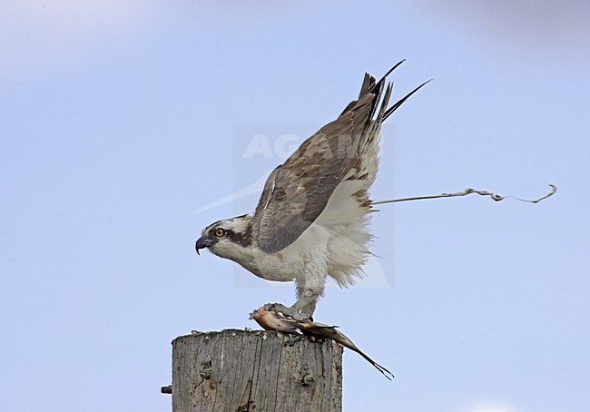 Osprey perched on a pole with a fish; Visarend zittend op een paal met een vis stock-image by Agami/Jari Peltomäki,