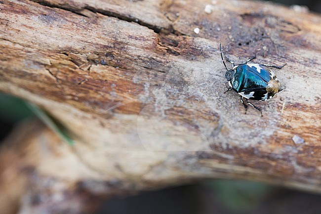 Tritomegas bicolor - Pied shield bug - Schwarzweiße Erdwanze, Germany (Baden-Württemberg), imago stock-image by Agami/Ralph Martin,