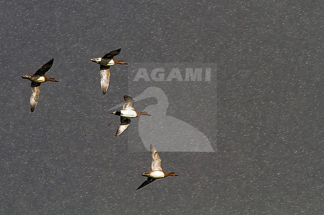 Flock of Eurasian Wigeons (Anas penelope) flying in a heavy snow storm stock-image by Agami/Menno van Duijn,