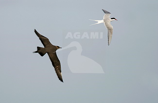 Donkere fase Kleine Jager jagend op Noordse Stern; Dark morph Parasitic Jaeger chasing Arctic Tern stock-image by Agami/Menno van Duijn,