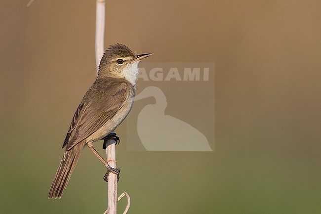 Struikrietzanger, Blyth's Reed Warbler stock-image by Agami/Ralph Martin,