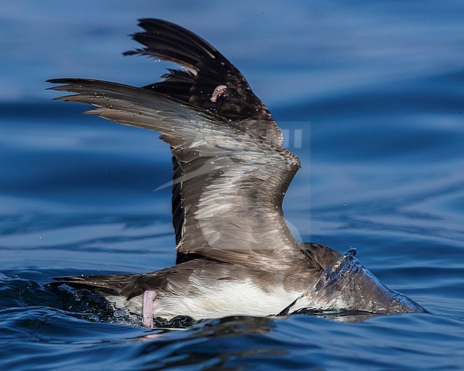 Persian Shearwater (Puffinus persicus), side view od an adult spreading its wings while seeking for food under the water surface stock-image by Agami/Saverio Gatto,