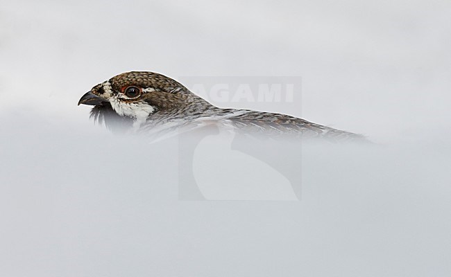 Hazelhoen, Hazel Grouse, Tetrastes bonasia stock-image by Agami/Markus Varesvuo,