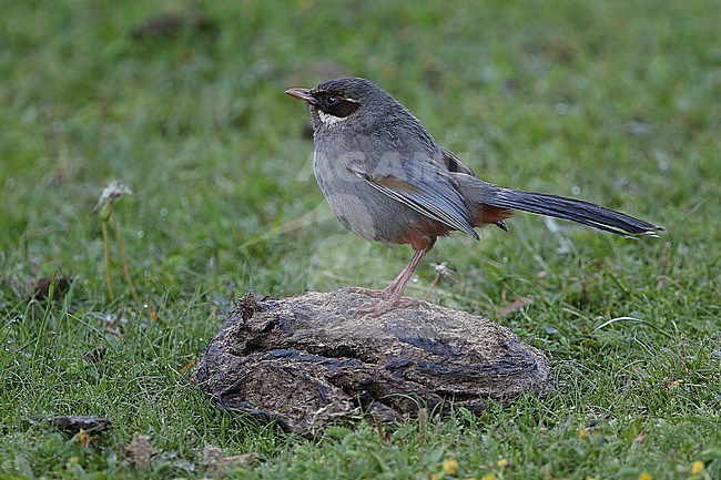 Brown-cheeked laughingthrush (Trochalopteron henrici)  on Tibetan plateau, Qinghai, China. Also known as Prince Henri's Laughingthrush. stock-image by Agami/James Eaton,