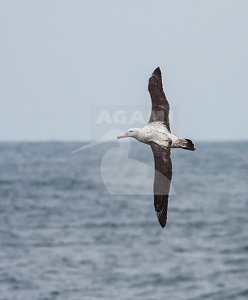 Tristan albatross (Diomedea dabbenena) at sea in the southern Atlantic Ocean. stock-image by Agami/Steve Howell,