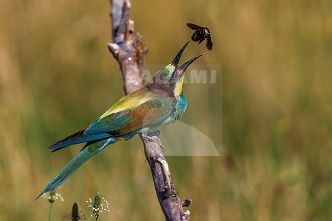 Bijeneter prooi omhoog gooiend, European Bee-eater throwing a prey up stock-image by Agami/Daniele Occhiato,