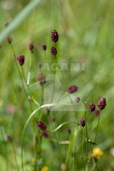 Grote pimpernel; Great Burnet stock-image by Agami/Arnold Meijer,