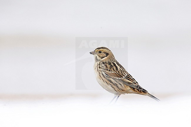 Lapland Longspur (Calcarius lapponicus) standing in late autumn on sandy beach in Finland. stock-image by Agami/Dick Forsman,