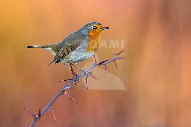 European Robin, Erithacus rubecula, in Italy. stock-image by Agami/Daniele Occhiato,