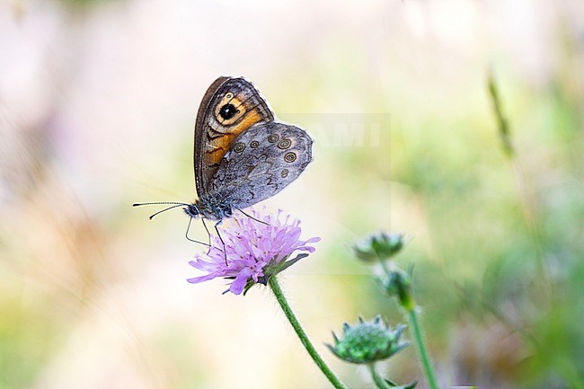 Large Wall Brown, Rotsvlinder; Lasiommata maera stock-image by Agami/Wil Leurs,