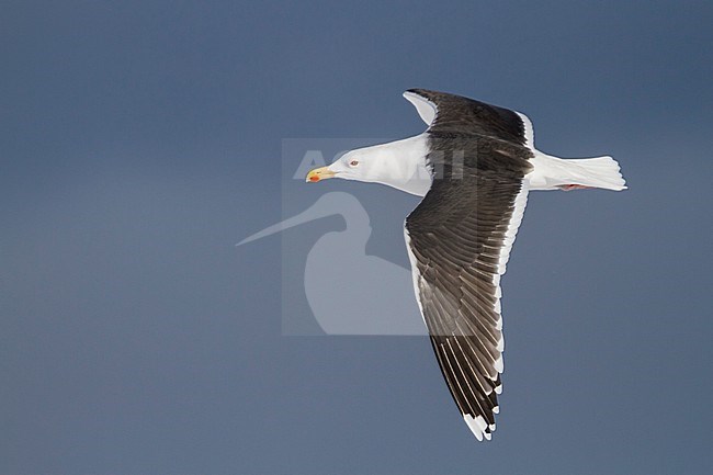 Grote Mantelmeeuw; Great Black-backed Gull; Larus marinus, Norway, adult stock-image by Agami/Ralph Martin,