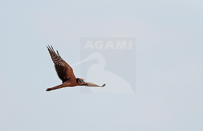 First-winter Pallid Harrier (Circus macrourus) migrating over Limburg in the Netherlands. stock-image by Agami/Ran Schols,