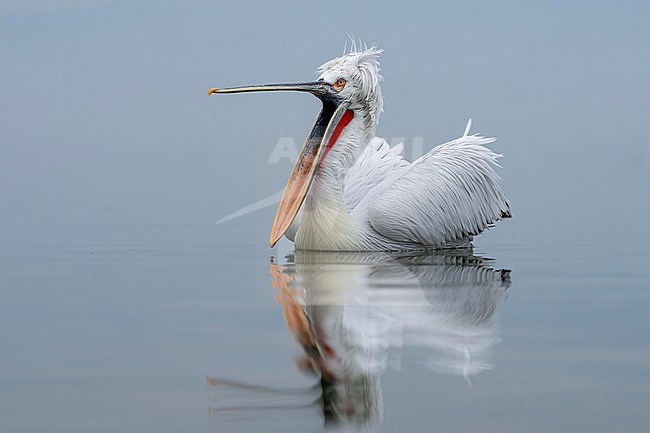 Dalmatian Pelican (Pelecanus crispus) in breeding plumage sitting on the water of lake Kerkini in Greece. stock-image by Agami/Marcel Burkhardt,