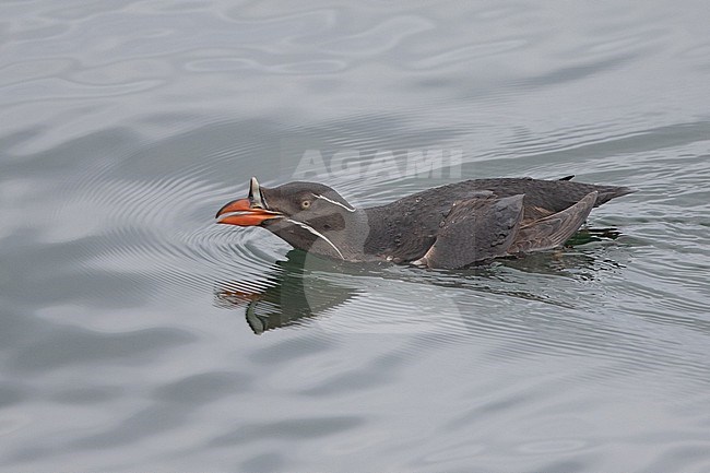 Rhinoceros Auklet, Cerorhinca monocerata stock-image by Agami/Stuart Price,