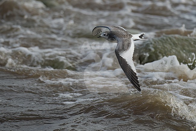 Sabine's Gull (Xema sabini) young bird in flight against waves in Sweden stock-image by Agami/Kari Eischer,