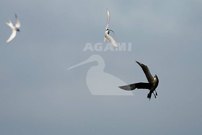 Kleine Jager jagend op Noordse Stern; Parasitic Jaeger chasing Arctic Tern stock-image by Agami/Menno van Duijn,