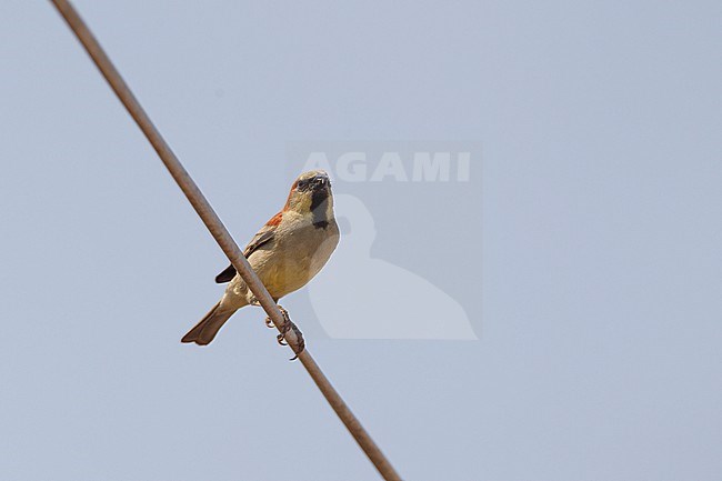 Plain-backed Sparrow (Passer flaveolus) at Petchaburi, Thailand stock-image by Agami/Helge Sorensen,