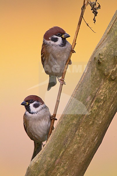 Ringmussen op takje; Eurasian Tree Sparrows perched on a branch stock-image by Agami/Roy de Haas,