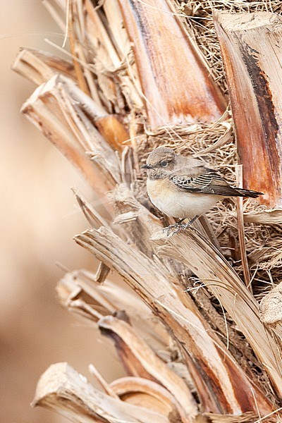 Female Eastern Black-eared Wheatear (Oenanthe melanoleuca) during spring migration in Eilat, Israel. stock-image by Agami/Marc Guyt,