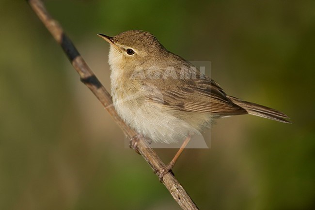 Kleine Spotvogel zittend op twijg; Booted Warbler perched on twig stock-image by Agami/Daniele Occhiato,