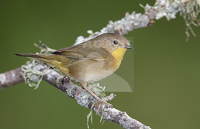 Adult female
Galveston Co., TX
April 2013 stock-image by Agami/Brian E Small,