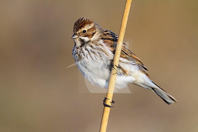 Common Reed Bunting (Emberiza schoeniclus) during early spring in Ciudad real in Spain. stock-image by Agami/Oscar Díez,