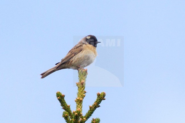 Zwartkeelheggenmus in top van een spar, Black-throated Accentor in top of a spruce stock-image by Agami/David Monticelli,