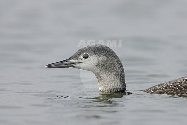 Zwemmende Rodkeelduiker, Swimming Red-throated Loon stock-image by Agami/Daniele Occhiato,