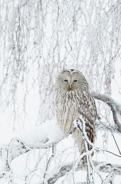 Oeraluil rustend in een besneeuwde boom, Ural Owl resting in a snow covered tree stock-image by Agami/Markus Varesvuo,