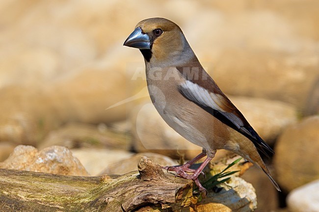 Volwassen Appelvink; Adult Hawfinch stock-image by Agami/Daniele Occhiato,