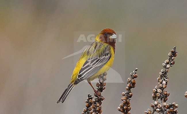 Red-headed Bunting is a common bird in Central Asia where it arrives at it's breeding grounds in may. stock-image by Agami/Eduard Sangster,