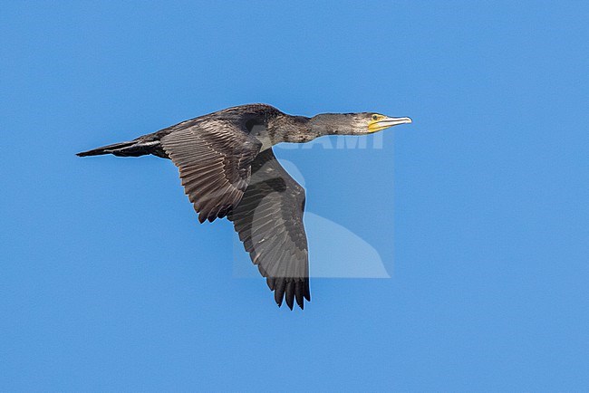 Great Cormorant (Phalacrocorax carbo sinensis), side view of an immature in flight, Campania, Italy stock-image by Agami/Saverio Gatto,