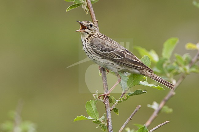 Tree Pipit singing; Boompieper zingend stock-image by Agami/Daniele Occhiato,