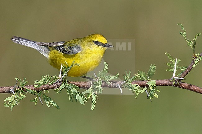 Adult male
Galveston Co., TX
April 2005 stock-image by Agami/Brian E Small,