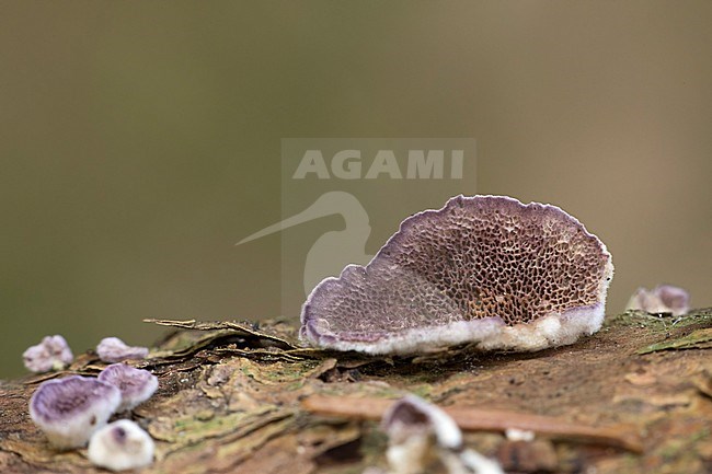 Paarse dennenzwam; Trichaptum abietinum stock-image by Agami/Walter Soestbergen,