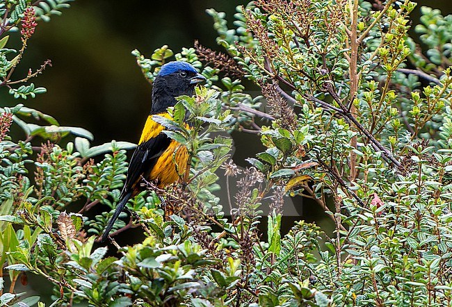 Golden-backed mountain tanager (Cnemathraupis aureodorsalis) in Central Peru. stock-image by Agami/Dani Lopez-Velasco,