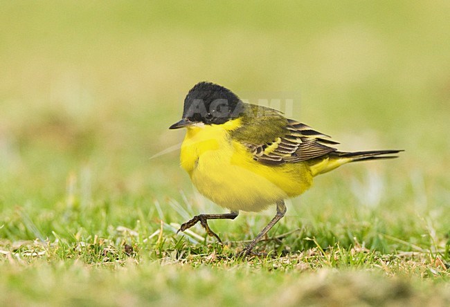 Balkankwikstaart volwassen; Black-headed Wagtail adult stock-image by Agami/Marc Guyt,