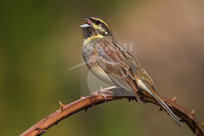 Cirl Gors; Cirl Bunting; Emberiza cirlus stock-image by Agami/Daniele Occhiato,