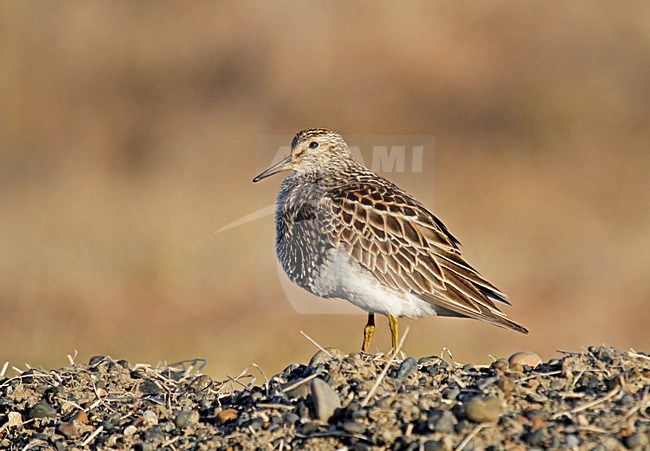 Zomerkleed Gestreepte Strandloper, Pectoral Sandpiper in summerplumage stock-image by Agami/Pete Morris,