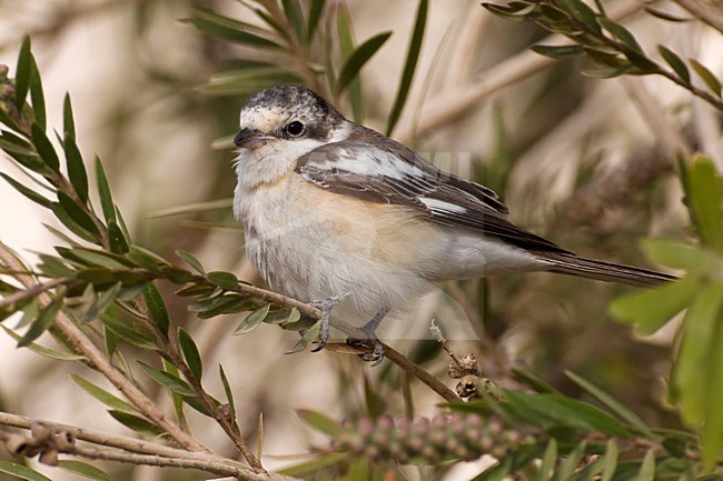 Maskerklauwier; Masked Shrike; stock-image by Agami/Daniele Occhiato,